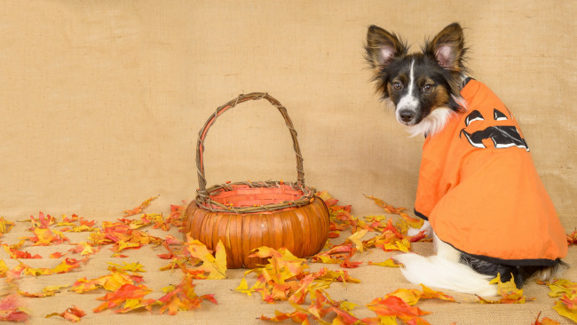 Обои картинки фото животные, собаки, собака, взгляд, листья, осень