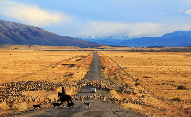 Обои картинки фото животные, овцы,  бараны, патагония, Чили, дорога, машина