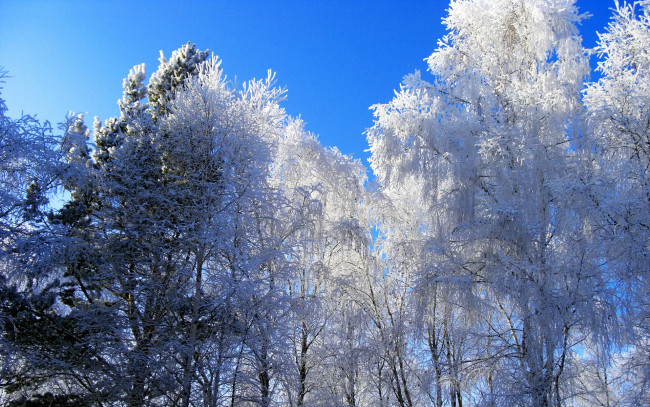 Обои картинки фото природа, зима, свет, небо, деревья, снег, иней