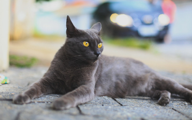 Обои картинки фото животные, коты, улица, взгляд