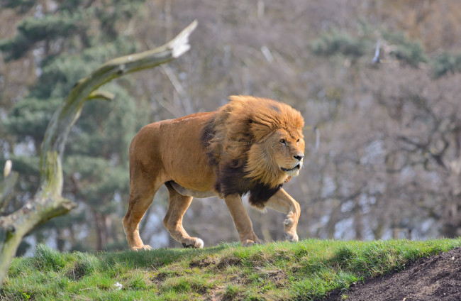 Обои картинки фото животные, львы, грива, лев