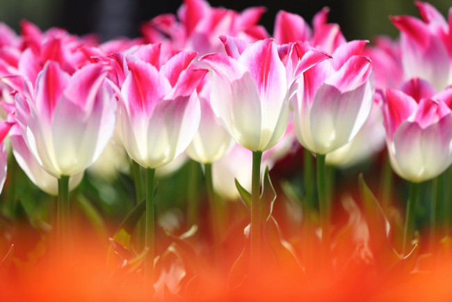 Обои картинки фото цветы, тюльпаны, свет