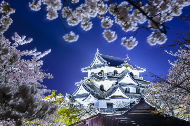 Обои картинки фото hikone castle - hikone,  japan, города, замки Японии, сакура, весна, Япония, хиконэ, замок, japan, hikone, castle