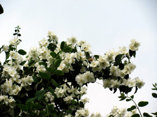 Картинка цветы жасмин белый