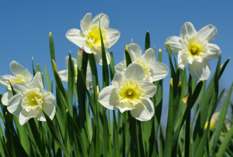 Картинка цветы нарциссы макро весна