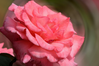 Картинка цветы розы макро