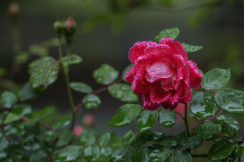 Картинка цветы розы роза капли бутон после дождя