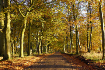 Картинка природа дороги тракт лес осень