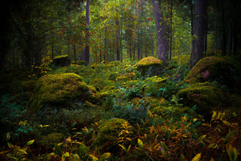 Картинка природа лес мох камни осень