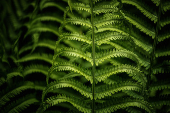 Картинка природа листья ветка папоротник макро зеленый фон листва