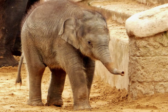 обоя животные, слоны, слон, природа, зоопарк, малыш, слонёнок