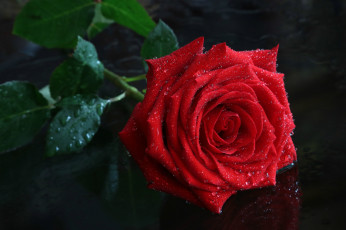 Картинка цветы розы бутон красавица красная капли роза
