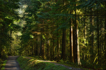 Картинка природа дороги тропа лес