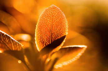 Картинка природа листья тепло свет листва весна макро