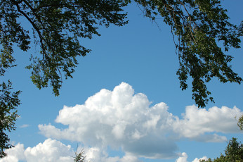 обоя природа, облака, небо, ветки, листья