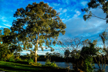 Картинка природа реки озера небо деревья