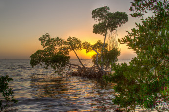 Картинка природа восходы закаты океан мангры рассвет