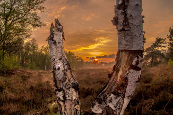 Картинка природа восходы закаты sunset in the forrest поле лес берёза закат солнце