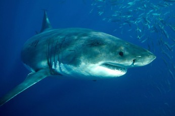 обоя shark, животные, акулы, рыбы, море, хищник, акула