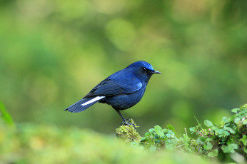 Картинка животные птицы кроха синяя птичка