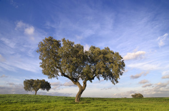 Картинка природа деревья дерево трава поле