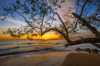 Картинка природа восходы закаты рассвет ветви пляж океан