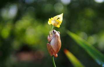 Картинка животные лягушки цветок желтый ирис лягушка древесная белогрудая