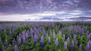 Картинка природа луга lupines iceland flowers