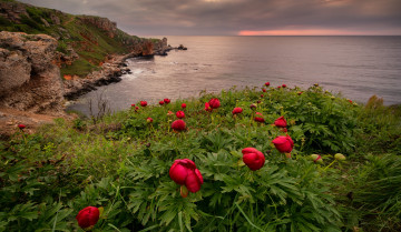 Картинка природа побережье горизонт цветы луг океан