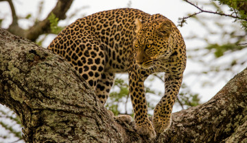 Картинка животные леопарды пятна хищник дерево леопард