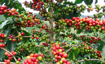 Картинка природа плоды кофе ветки