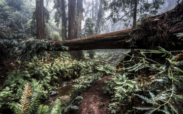Картинка природа лес деревья мостик ручей