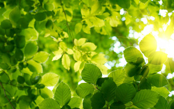 Картинка природа листья солнце зелень небо весна лето лес