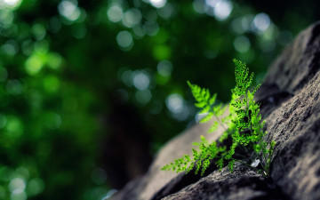 Картинка природа макро блики камни ростки листья растение