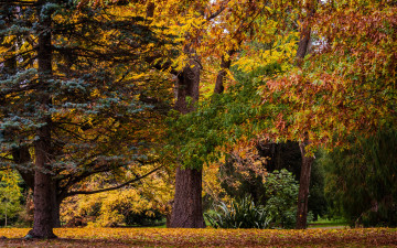Картинка природа парк крайстчерч new zealand christchurch botanic gardens осень листья деревья новая зеландия