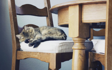Картинка животные коты кошка стул дом уют