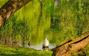 Картинка животные лебеди лебедь озеро лето