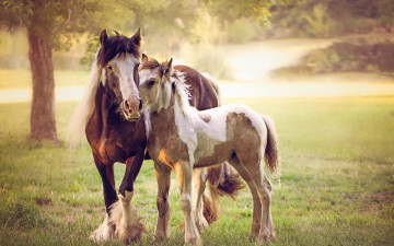 Картинка животные лошади кони природа лето