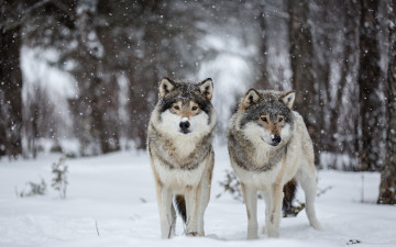 Картинка животные волки +койоты +шакалы снег природа
