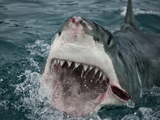 Обои картинки фото shark, животные, акулы, рыбы, море, хищник, акула