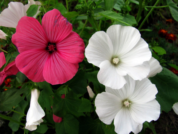Обои картинки фото цветы, лаватера, розовый, белый