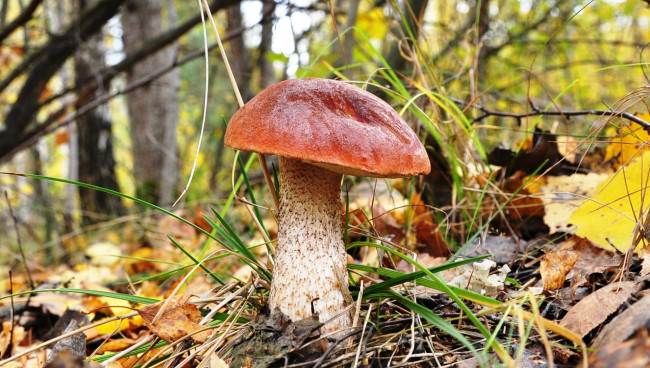 Обои картинки фото природа, грибы, макро, гриб, лес, белый, боровик, трава