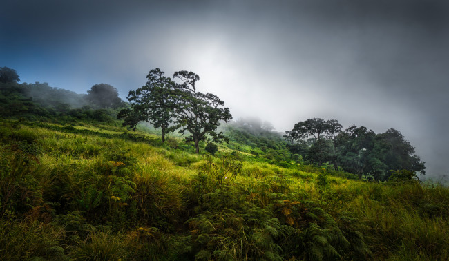 Обои картинки фото природа, пейзажи, туман, трава, деревья