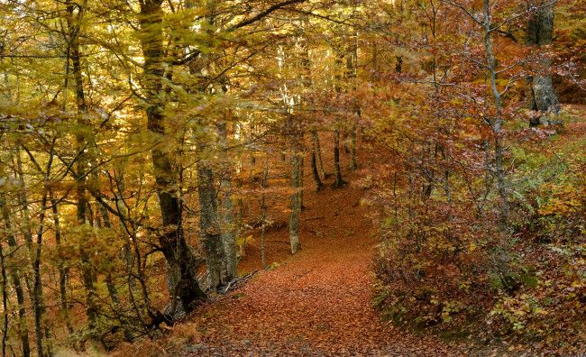 Обои картинки фото природа, дороги, осень, лес, тропинка