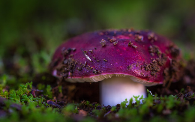 Обои картинки фото природа, грибы, лес, мох, сыроежка, гриб, макро