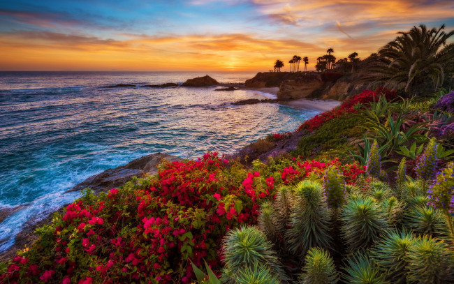 Обои картинки фото природа, восходы, закаты, laguna, beach, sunset, california, море, побережье, цветы, закат