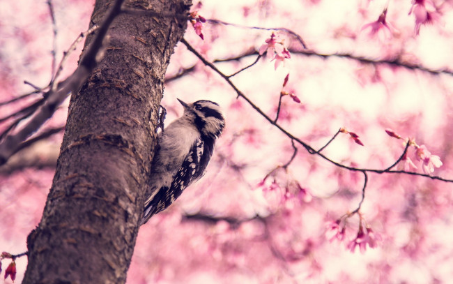Обои картинки фото животные, дятлы, птица, дерево, весна
