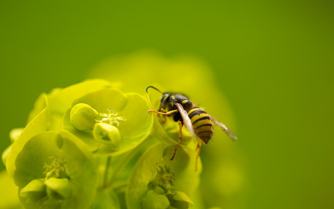 Обои картинки фото животные, пчелы,  осы,  шмели, пчела, цветок, макро