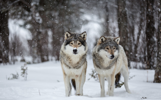 Обои картинки фото животные, волки,  койоты,  шакалы, снег, природа