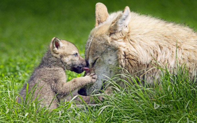 Обои картинки фото животные, волки,  койоты,  шакалы, волк, волчица, волчонок, трава, природа